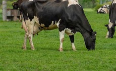 OFC21: Dairy farmers challenge the norm to achieve business growth
