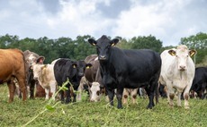 Support needed to save suckler herd