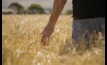  Managing risks in grain contracts is an important consideration for producers.