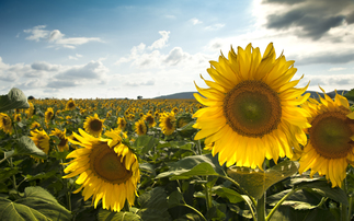 Ukrainian drought impacts sunflower harvest