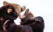 The market will likely open in a bearish mood