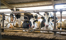 Back to basics with dairy herd health planning 