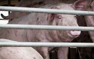 The first human case of influenza which is similar to a flu virus currently circulating in pigs, has been confirmed