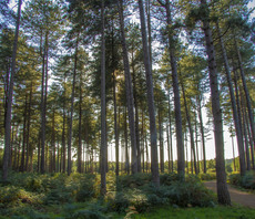 AstraZeneca to invest $400m towards planting 200 million trees worldwide by 2030