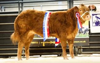 Auction mart sales round-up: Suckled calf record equalled at Hexham and sheepdogs sell to 7,200gns at Skipton