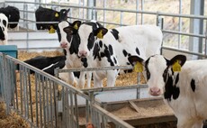 Post weaning management key for healthy calf growth
