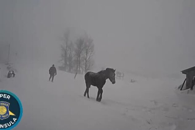 BWC- Horse wandering in snowstorm gets 'police escort' to Michigan barn