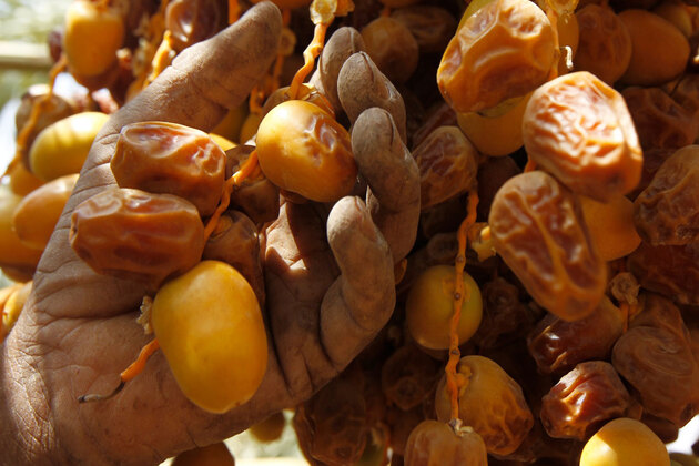 Al Dhafra Dates Festival and Auction launches its 4th edition, offering wide variety of cultural, educational activities