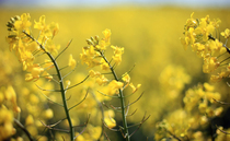 Why growers are being advised to reconsider conventional OSR varieties