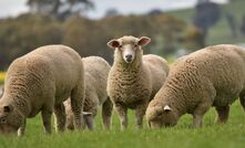 A trial underway in northern Victoria will help determine whether feed additives can meaningfully reduce sheep methane emissions, without compromising productivity or meat quality. 