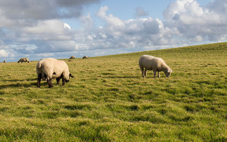 'I have had farmers on the phone in tears' - Call for help with fallen stock costs as bluetongue continues to spread
