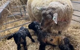 Britain's 'loneliest sheep' gives birth to healthy lambs