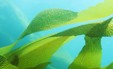 How Oceanium is creating food, skincare products, and ink from regeneratively farmed seaweed