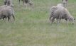 Certain weeds can pose a risk to livestock.