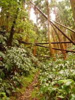 UK timber industry returns to growth but isn't out of the woods, warns TTF