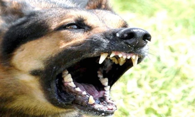 Dogs kill local council chairman Dogs kill local council chairman