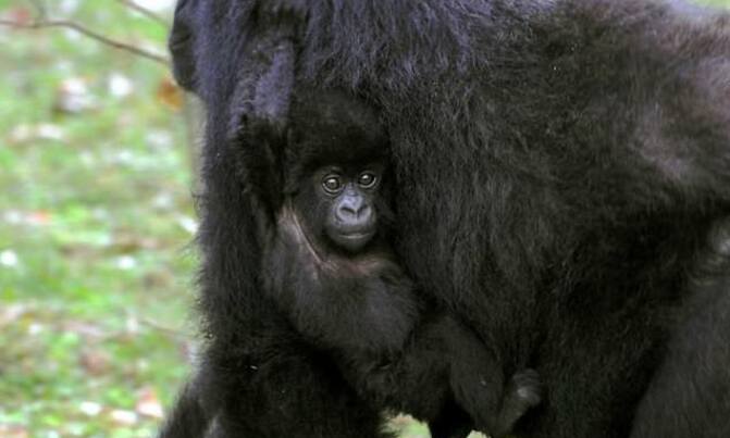 Two baby gorillas born in DR Congo's Virunga park Two baby gorillas born in DR Congo's Virunga park