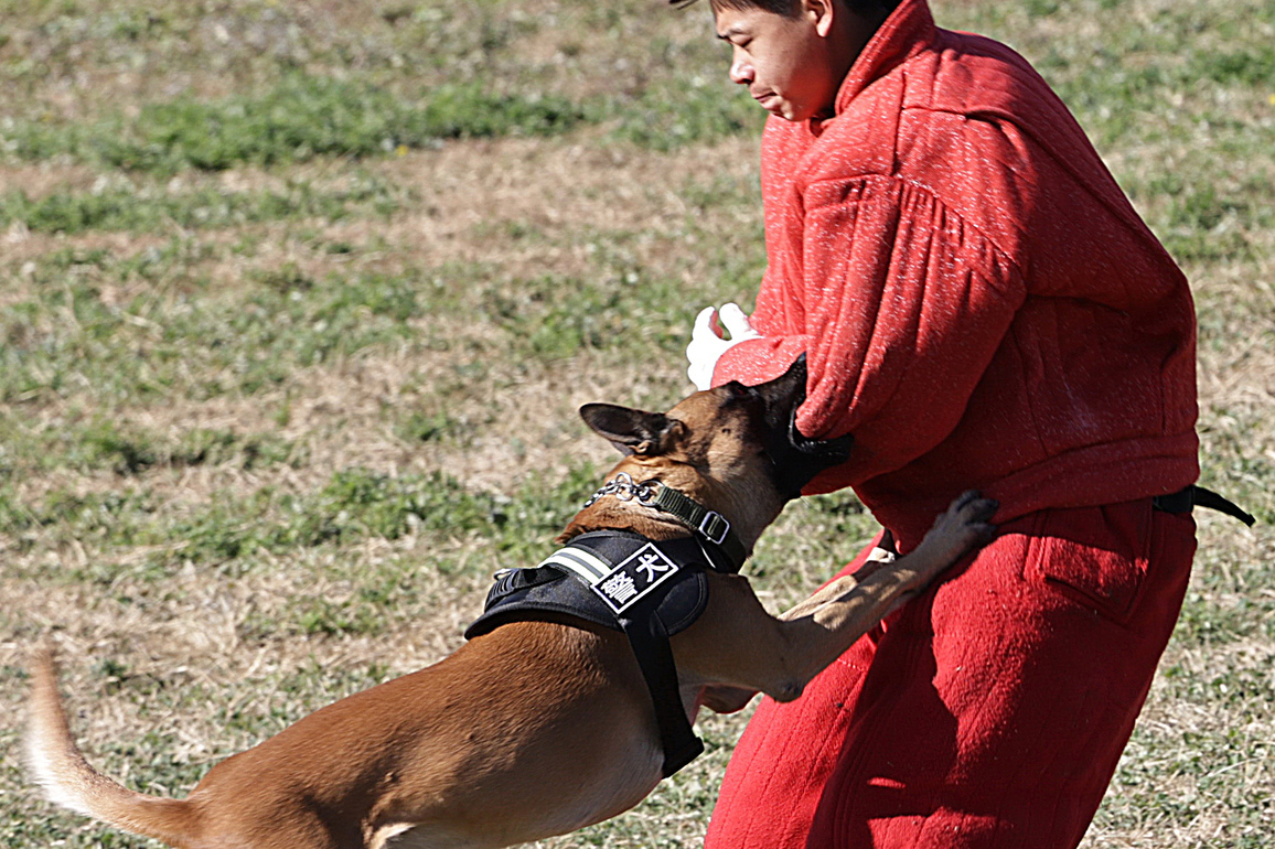 CHINA-BEIJING-POLICE DOG-COMPETITION (CN)