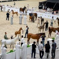 Abu Dhabi, Al Dhafra celebrate Arabian horses, heritage with two stellar Ramadan championships