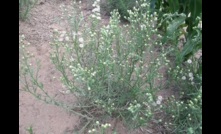 A new biocontrol tool will help fight flaxleaf fleabane. Image by CSIRO.