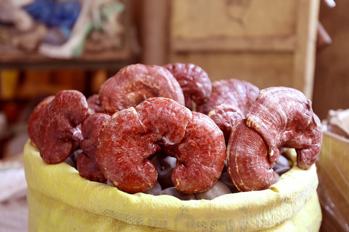 IRAQ-BAGHDAD-REISHI MUSHROOM