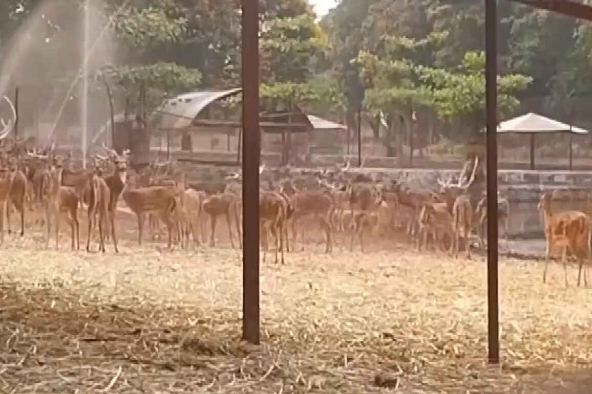 Chhattisgarh: Maitri Bagh Zoo steps up cooling measures for animals amid intense heat