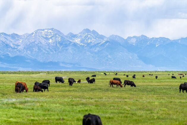 Colorado ranchers highly favored in livestock depredation