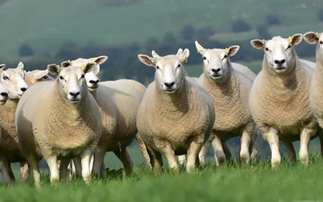 Breed development is a major focus for Lleyn Sheep Society  