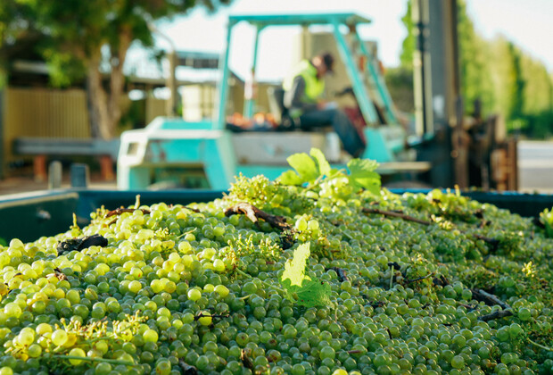 AUSTRALIA-COONAWARRA-GRAPE HARVEST-WINE INDUSTRY