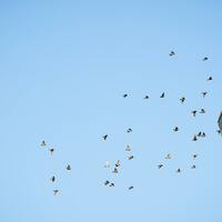 Opinion- Saving Minnesota birds starts with safer buildings