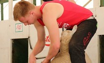 Sheep: Top tips for smooth shearing   