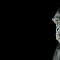 Why evolution can explain human testicle size but not our unique chins