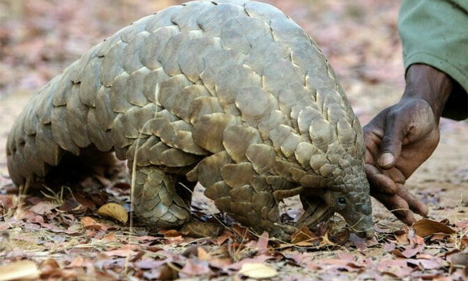 UWA apprehends nine over pangolin scales UWA apprehends nine over pangolin scales