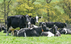 Using genomics to generate progress in dairy herds 