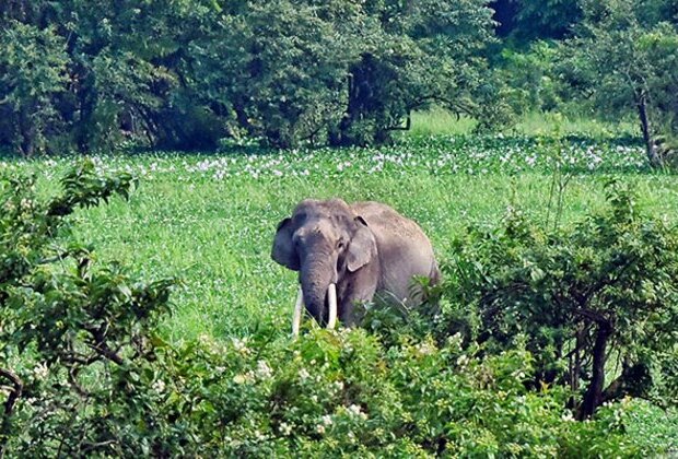 Assam: HaatiApp to help communities coexist with elephants, reduce conflicts