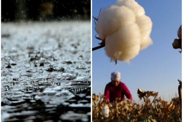 Floods in Sindh destroy cotton crops, leave farmers devastated