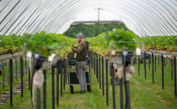 The Government says the Seasonal Worker Scheme is not a long-term solution for farming