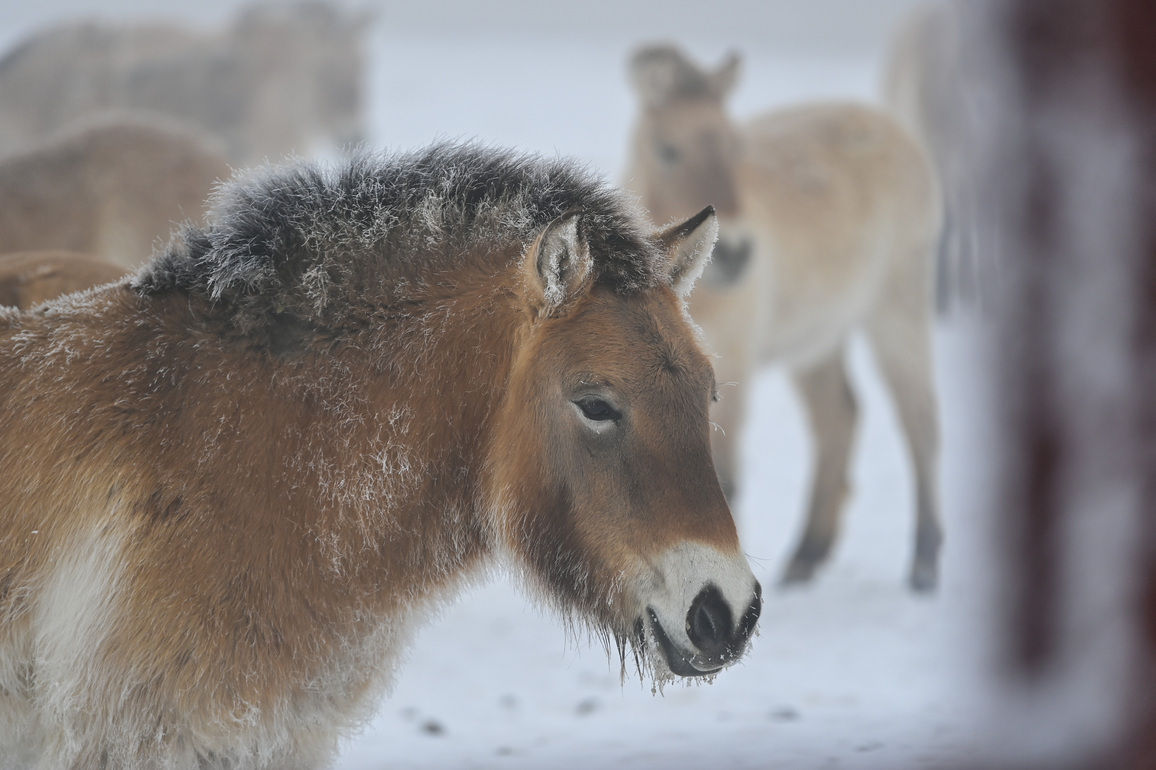 (EcoChina) CHINA-XINJIANG-PRZEWALSKI'S HORSE-PROTECTION (CN)