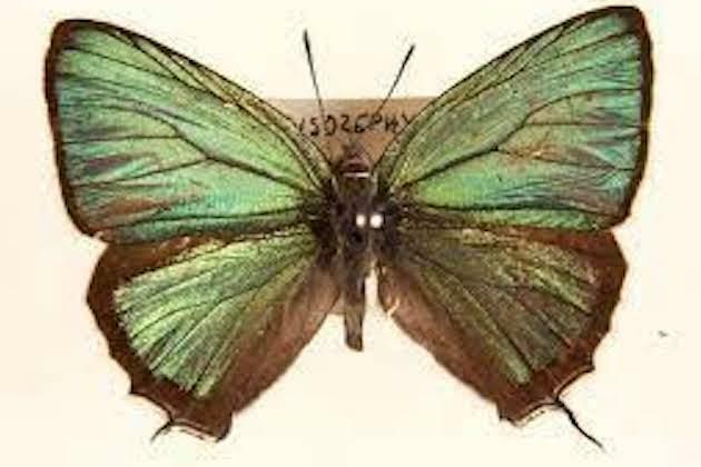 Across China: Helping butterflies spread their wings in China's Yunnan