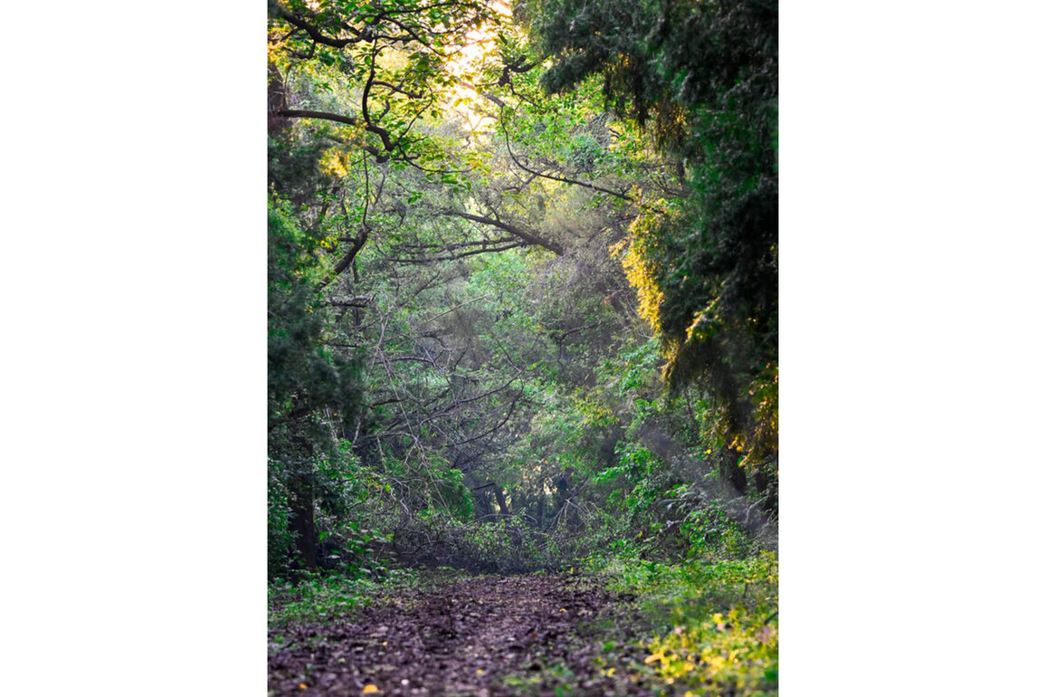 India moves up to 9th position globally in forest area