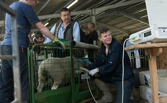 Sheep special: Scanning still best option to detect OPA