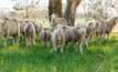  MLA reports buyers are offering discounts for unshorn lambs due to the additional cost and effort required for shearing. Image courtesy of Meat & Livestock Australia.