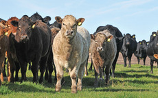 Forage and concentrate costs determine profitability of suckler herds