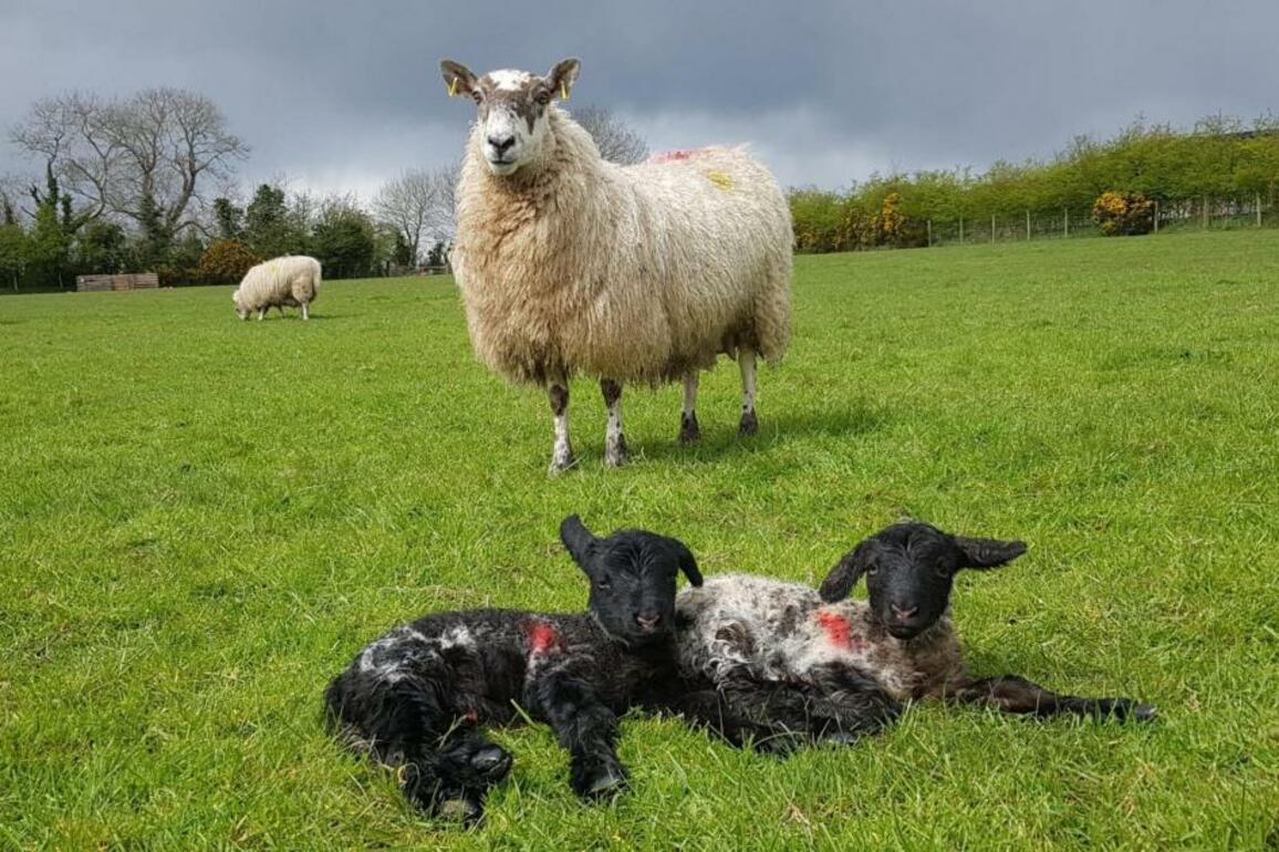 Sheep support must move from words to action, says UFU