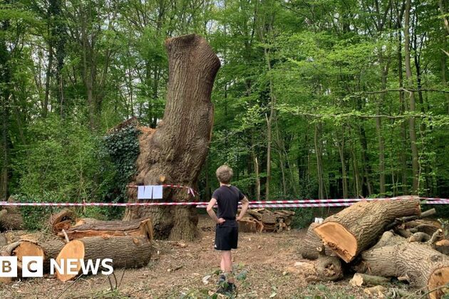 Toby Carvery owner admits cutting down ancient Enfield oak tree