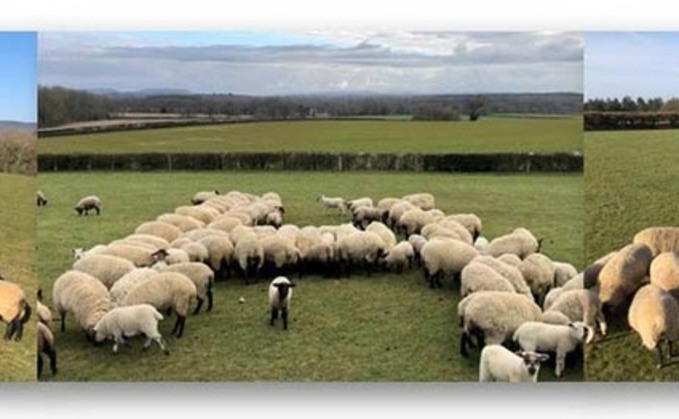 Farmers herd sheep to spell out 'NHS' in tribute to frontline health workers