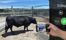 New Zealand's Scanabull technology can instantly weigh livestock using artificial intelligence without scales.