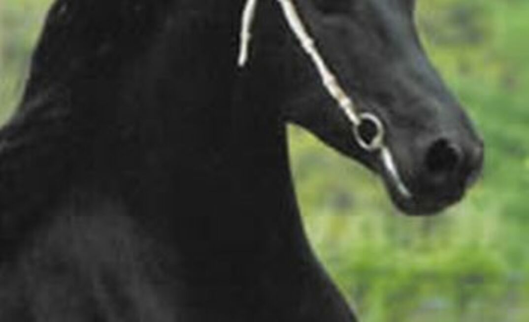 Soft Melbourne Cup ASX mining session