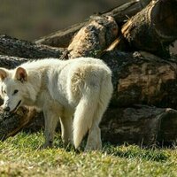 Why 'de-extinct' dire wolves are a Trojan horse to hide humanity's destruction of nature
