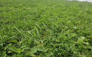 Top tips for managing herbal leys 